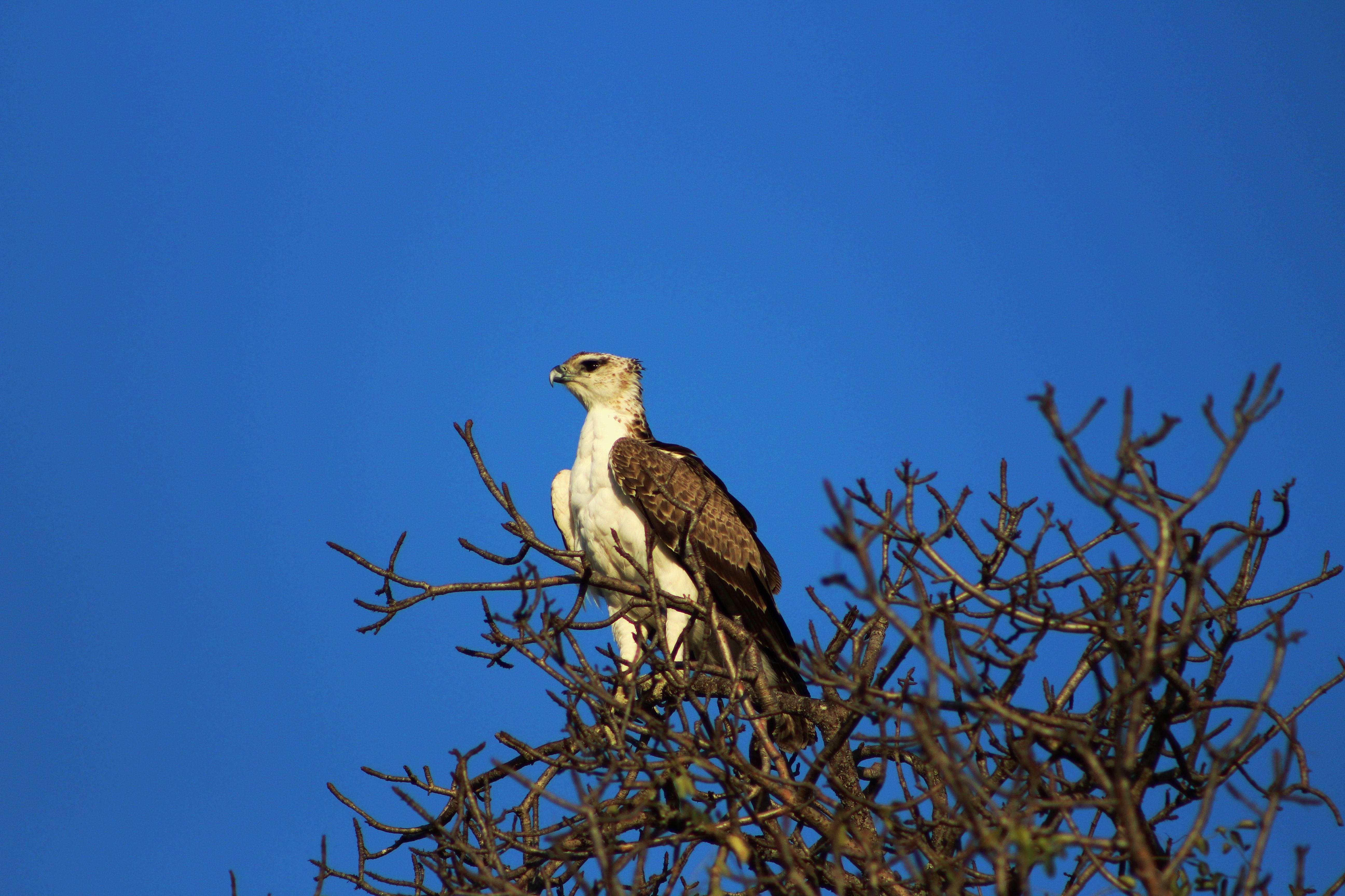 Águila Pescadora Africana Posada En Un árbol · Foto de stock gratuita