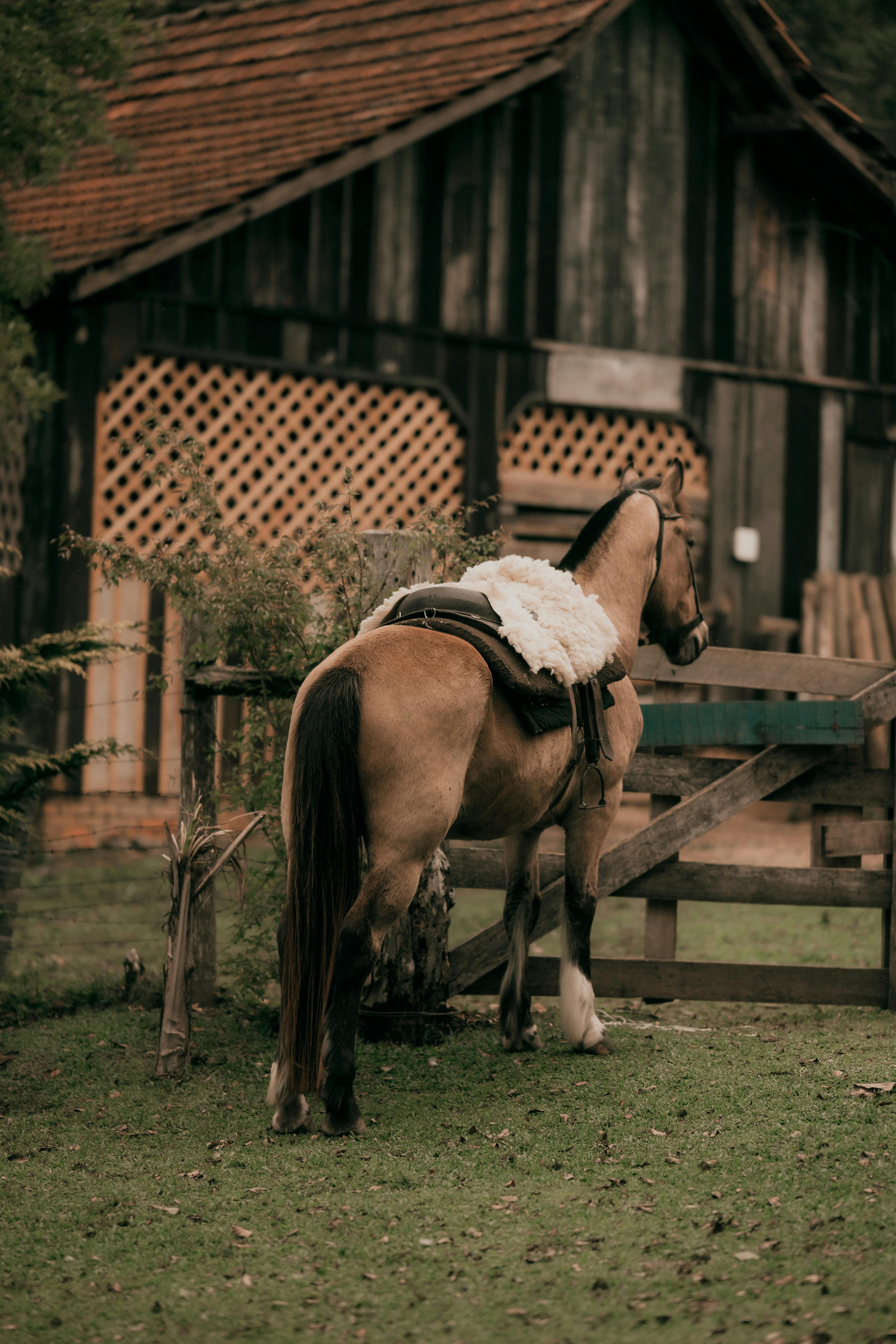 A horse with a saddle stands near a rustic barn in a peaceful rural setting.