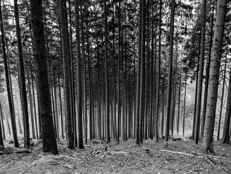 Black and white photo of a dense forest with tall pine trees creating a serene atmosphere.