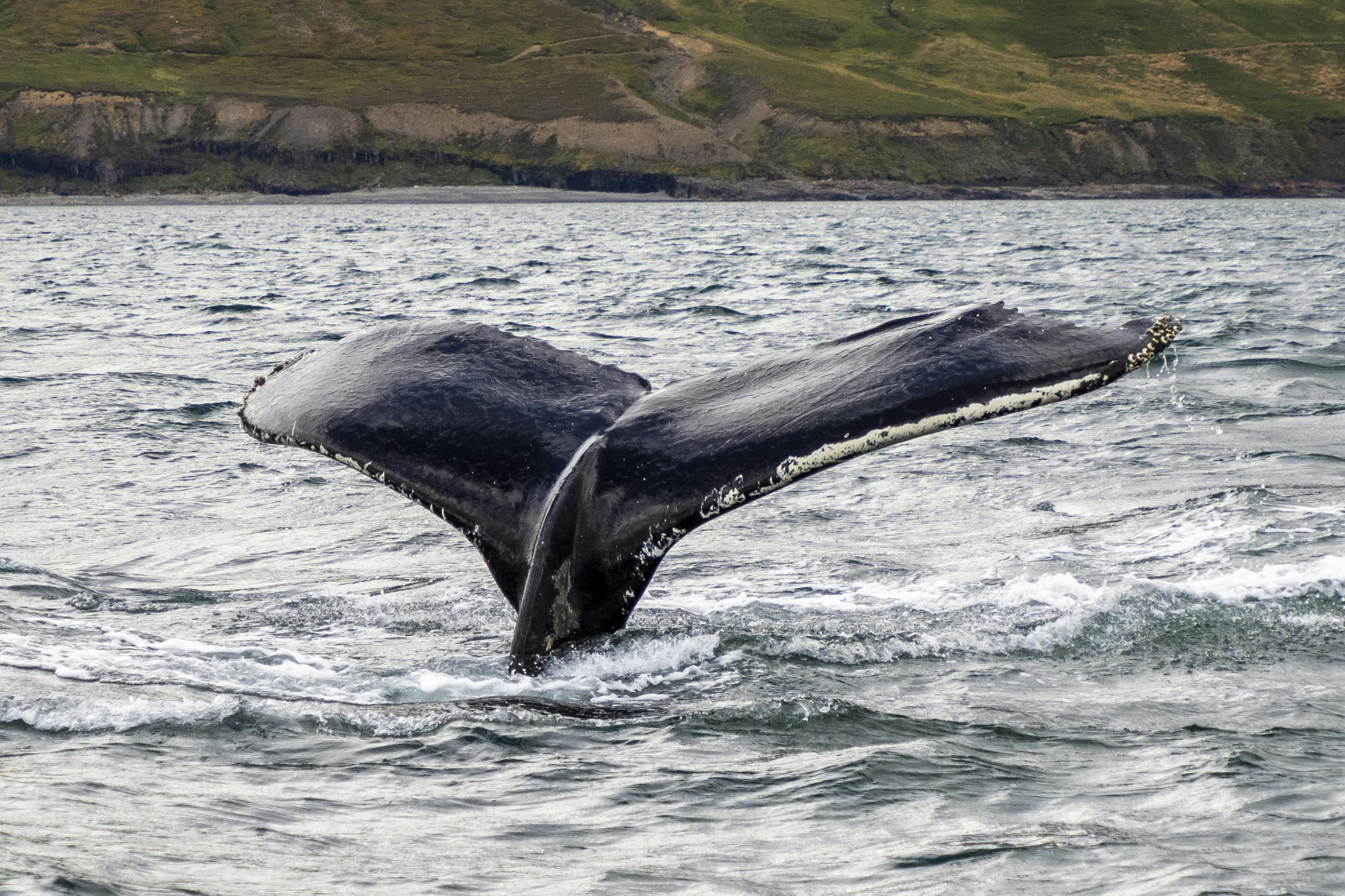Close-up of a humpback whale's tail rising above the ocean, showcasing marine wildlife in action.