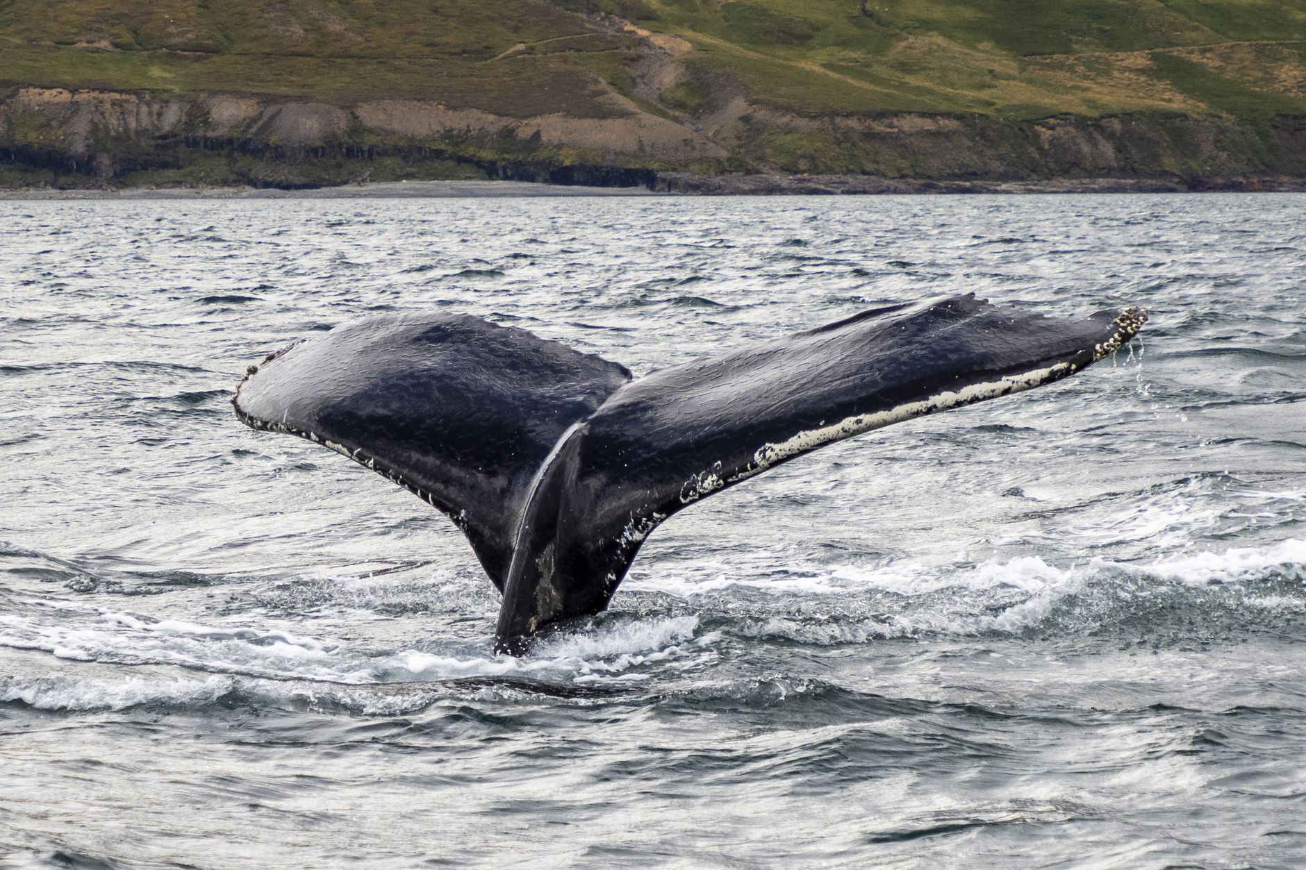 Marine Mammal Migration: The Great Oceanic Journeys Quiz