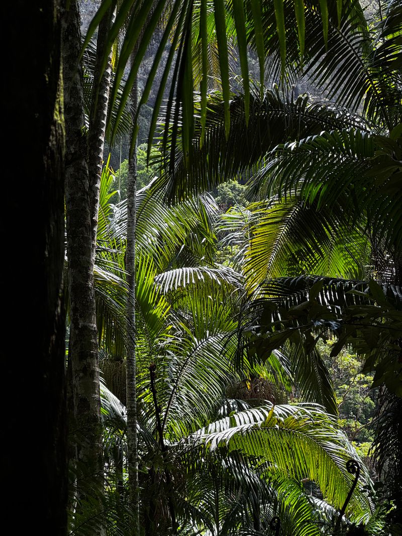 Lush tropical rainforest in Springbrook, Queensland