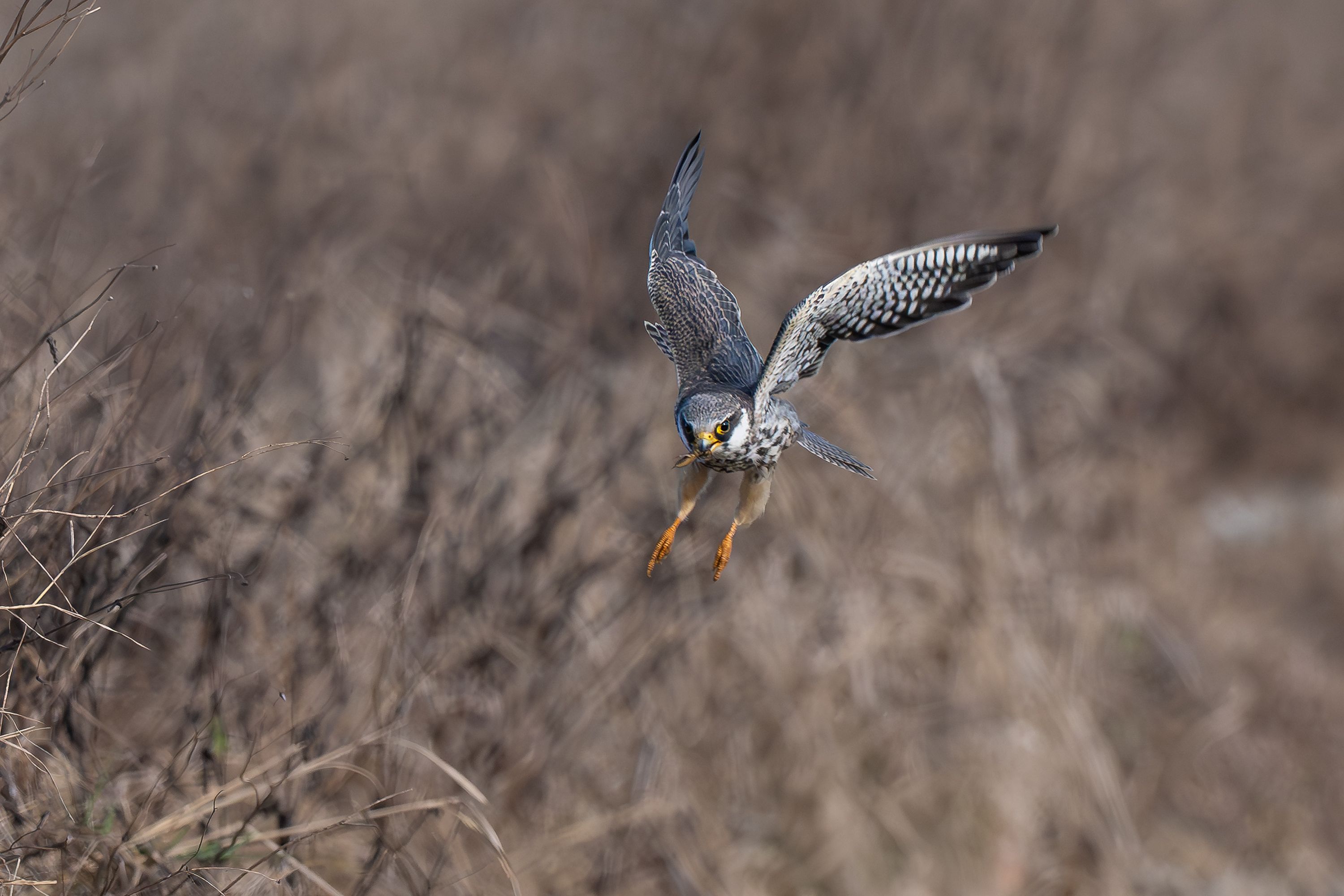 Peregrine Falcon in Flight Over Grassland · Free Stock Photo