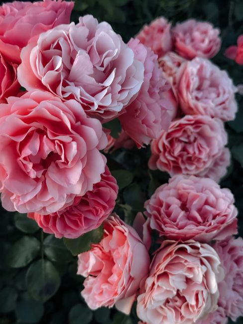 Close-up of beautiful pink roses in full bloom with lush greenery.