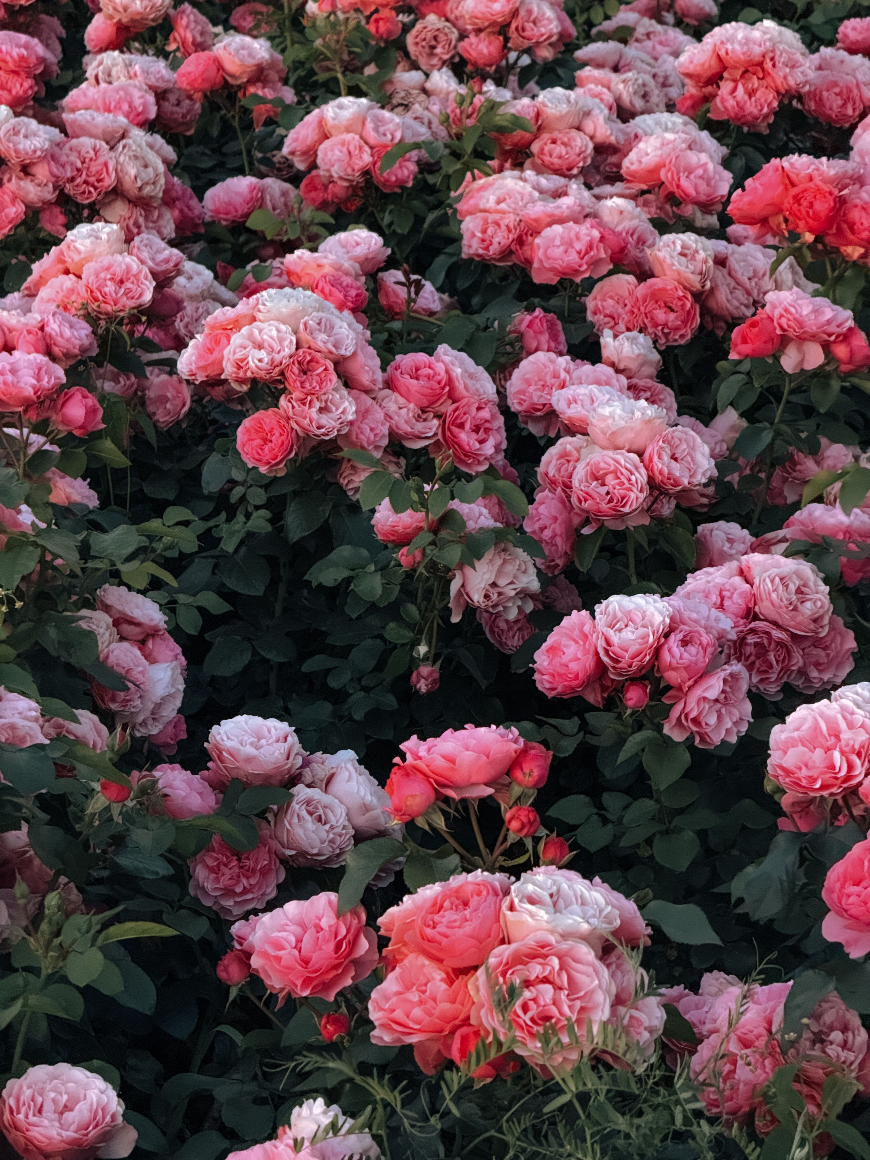 A stunning display of vibrant pink roses in full bloom, capturing the beauty of nature.