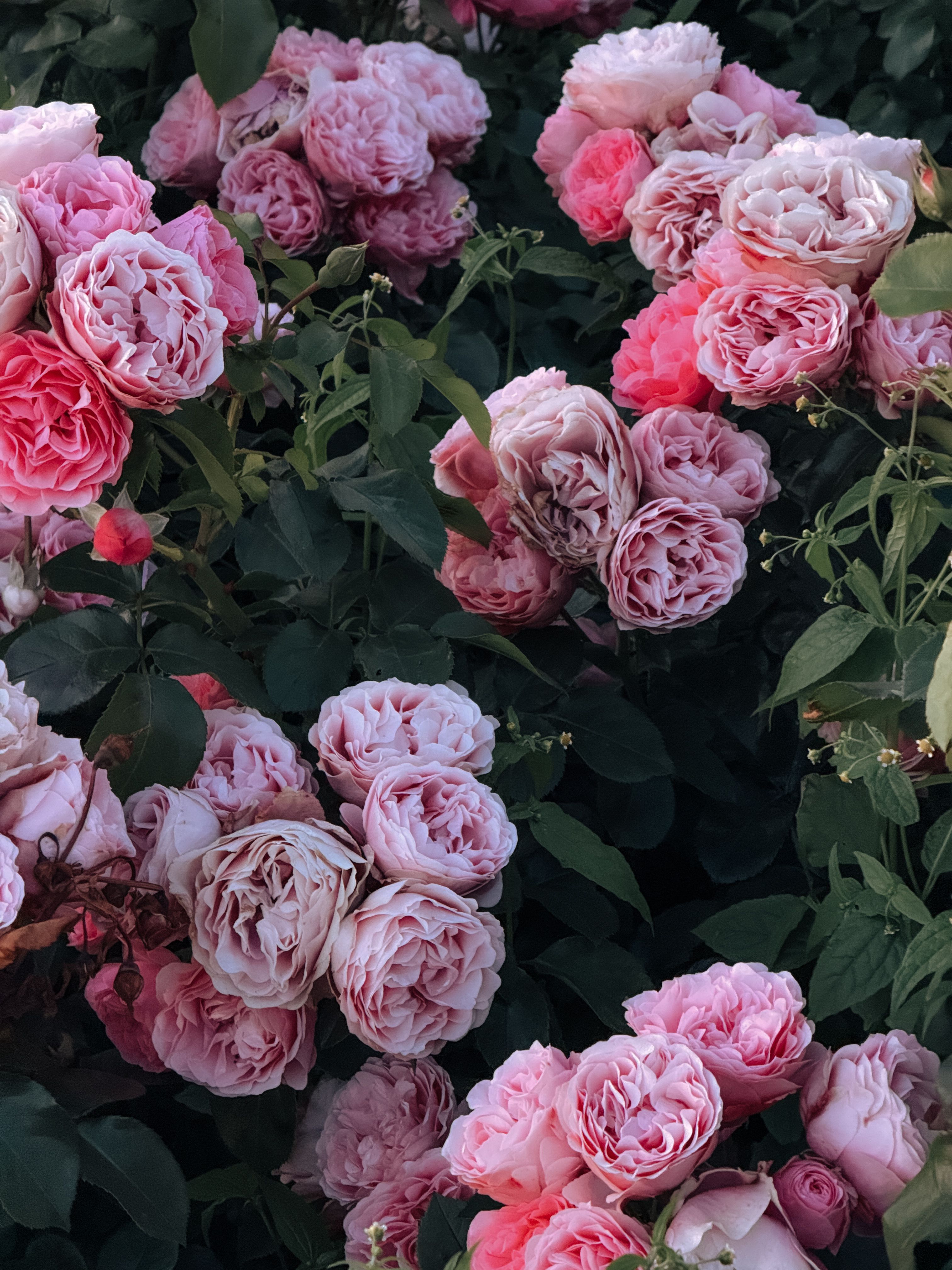 A close-up view of vibrant pink roses in full bloom showcasing their lush beauty.
