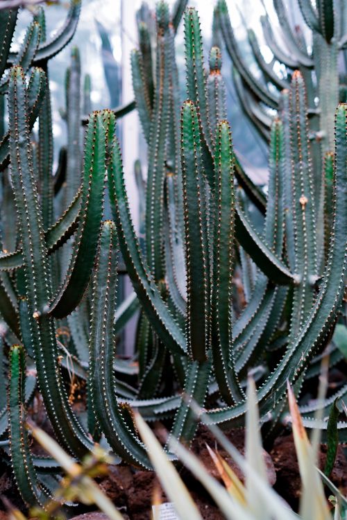 Free A detailed photo of green cactus plants with long spines in a lush greenhouse setting. Stock Photo