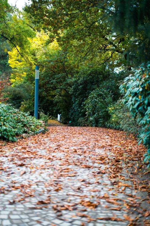 Scenic Pathway Covered with Autumn Leaves · Free Stock Photo
