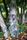 tree trunk