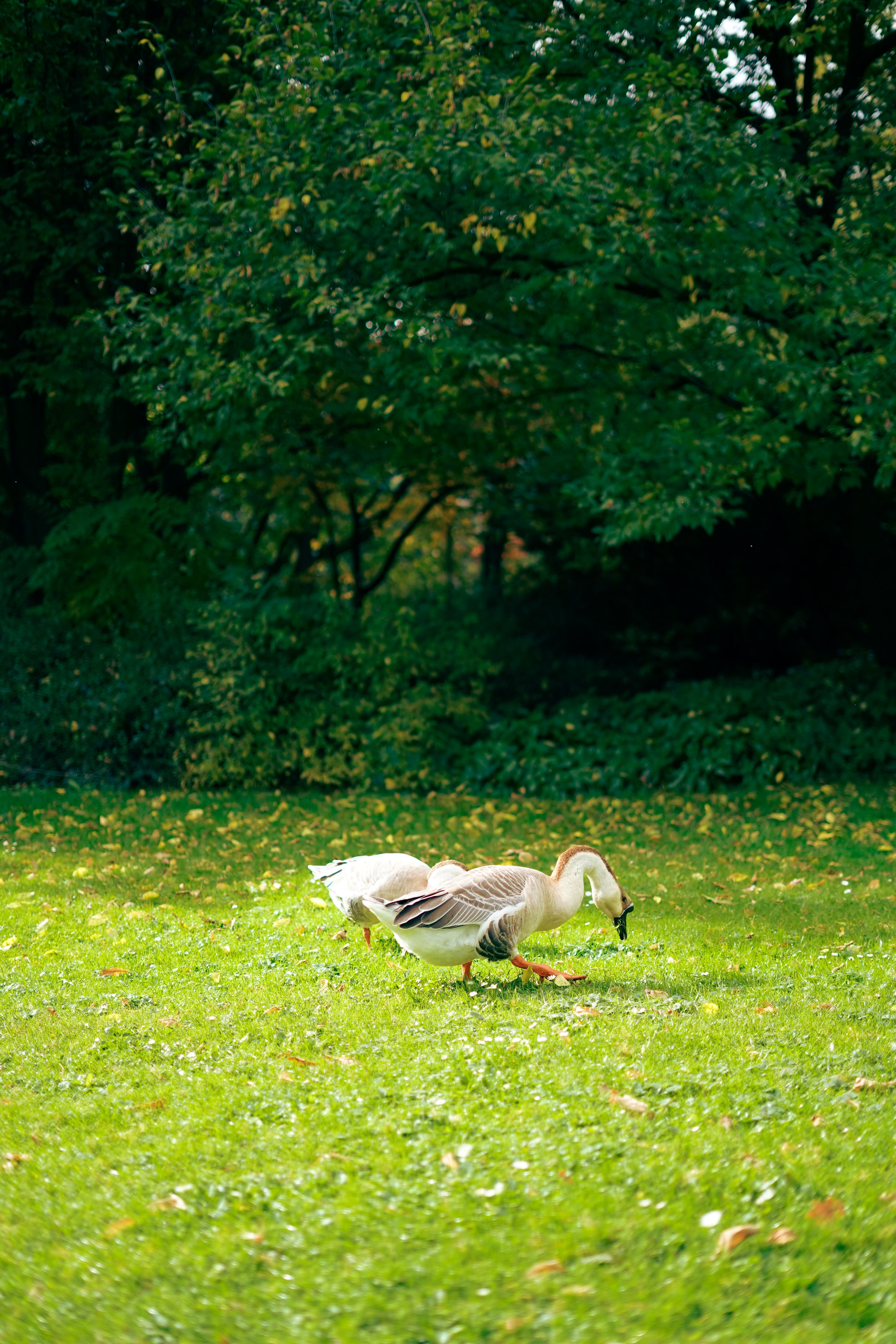 Natural Scene with Geese in Lush Green Park · Free Stock Photo