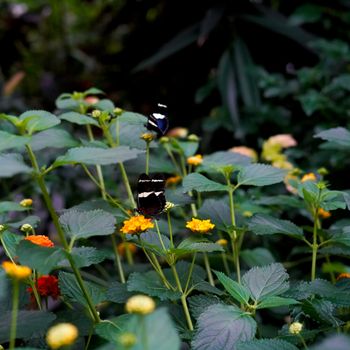Dubai Butterfly Garden