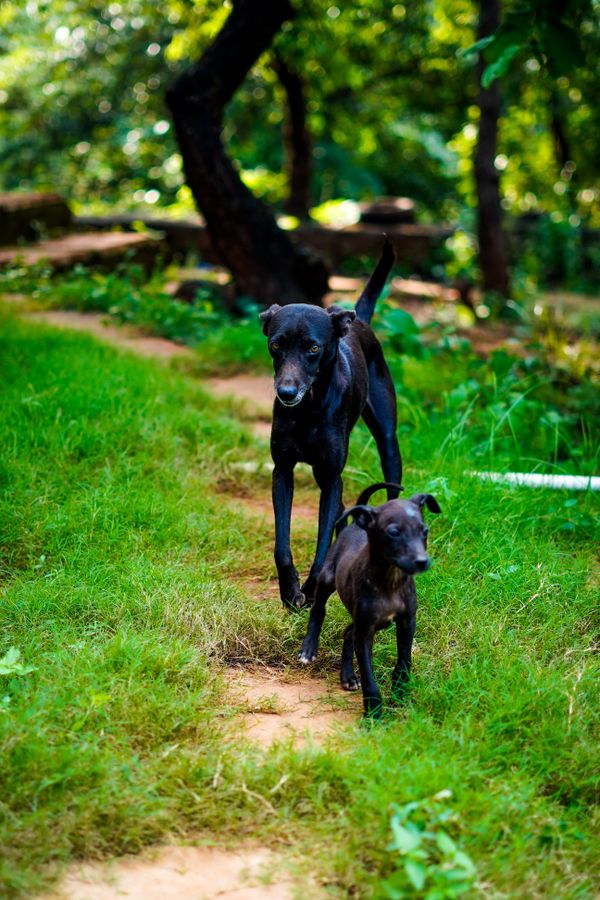 Dois cães pretos caminhando por uma trilha na floresta, cercados por vegetação exuberante.