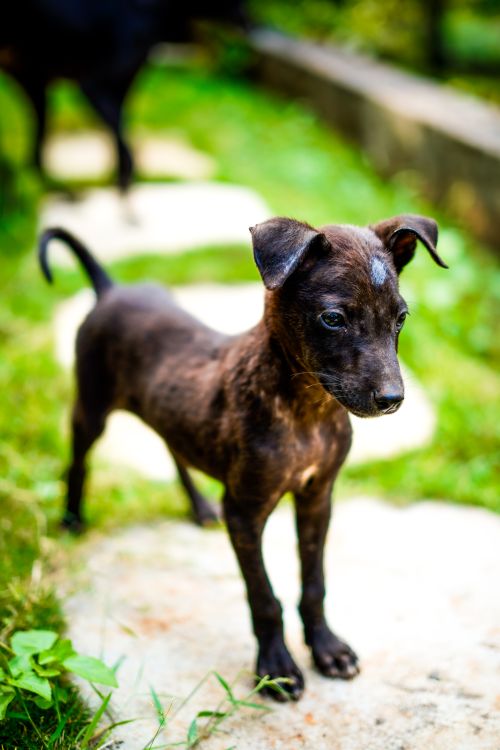 Free A cute puppy stands alertly on a stone pathway surrounded by greenery. Stock Photo