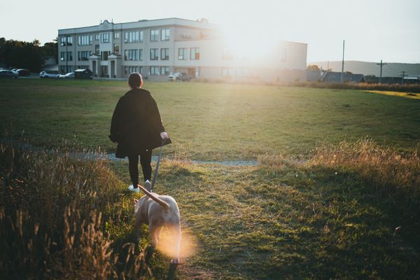 Person walking a dog in a sunny park