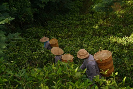 Four workers picking tea leaves in a verdant field, showcasing traditional agriculture.