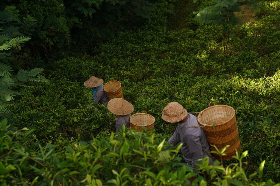 Four workers picking tea leaves in a verdant field, showcasing traditional agriculture.