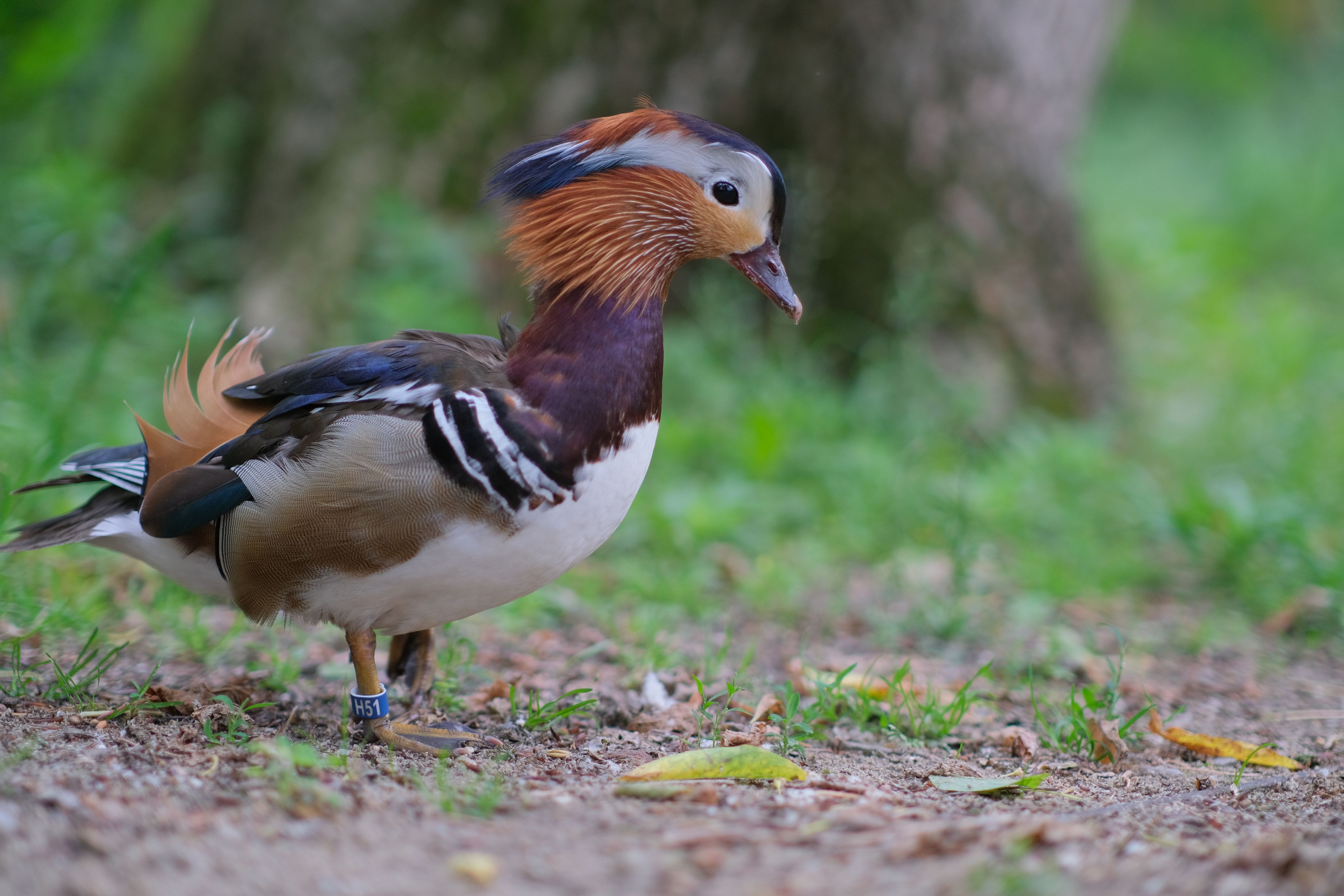 Mandarin Duck in Natural Habitat Outdoors · Free Stock Photo
