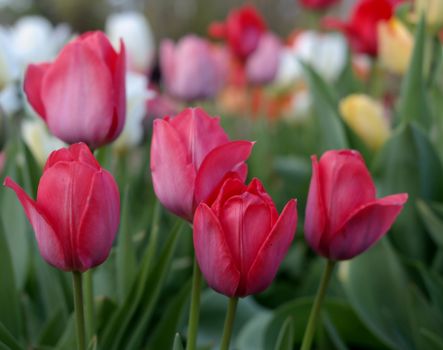 Close-up of vibrant red tulips in full bloom in a lush Polish garden, symbolizing spring's arrival.