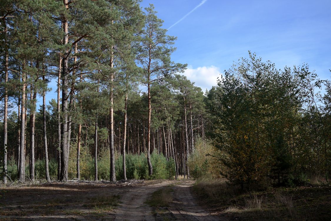 Serene Pine Forest Path under Blue Sky · Free Stock Photo