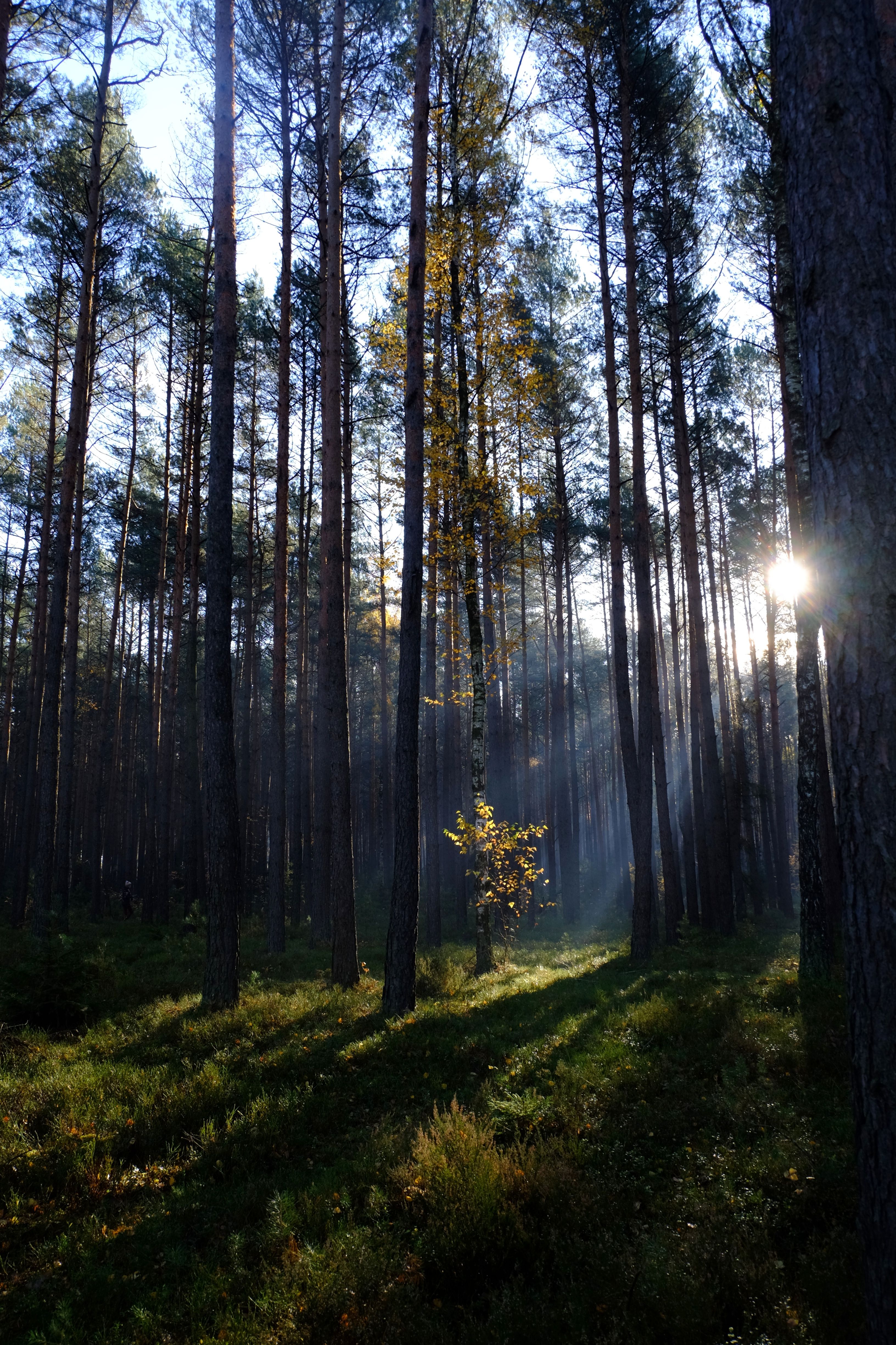 Serene Sunrise in a Polish Pine Forest · Free Stock Photo