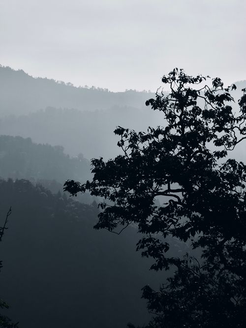 Free Misty mountain landscape in Mussoorie, India captures tranquil beauty with layered hills and silhouetted tree. Stock Photo