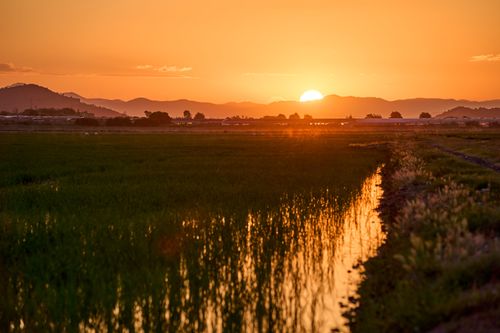 Free A tranquil sunset over green rice fields in Valencia, Spain, capturing nature's beauty. Stock Photo