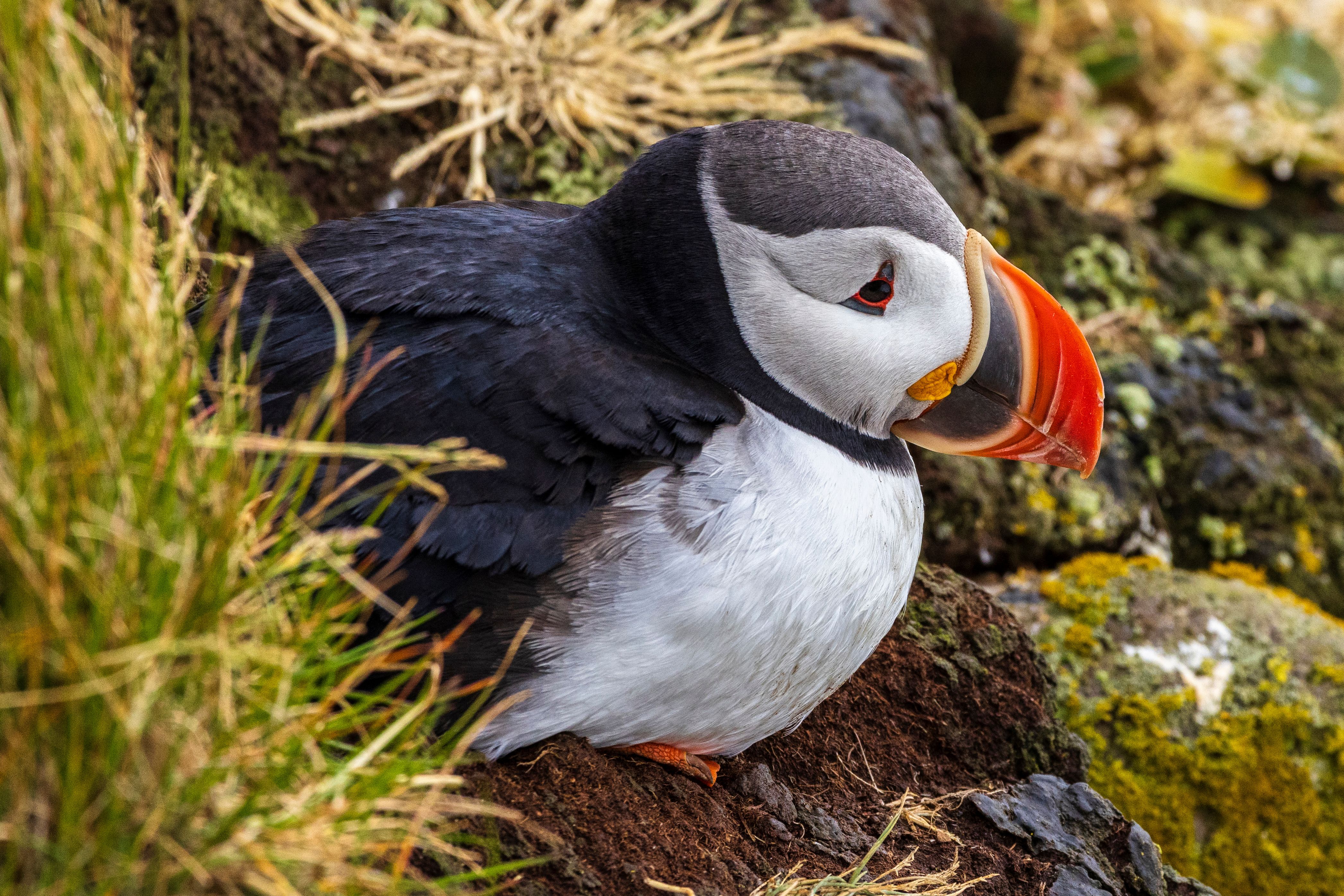 Close-up of Atlantic Puffin in Natural Habitat · Free Stock Photo