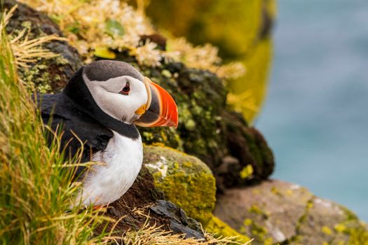 Mykines puffin hike and cliffs — Faroe Islands