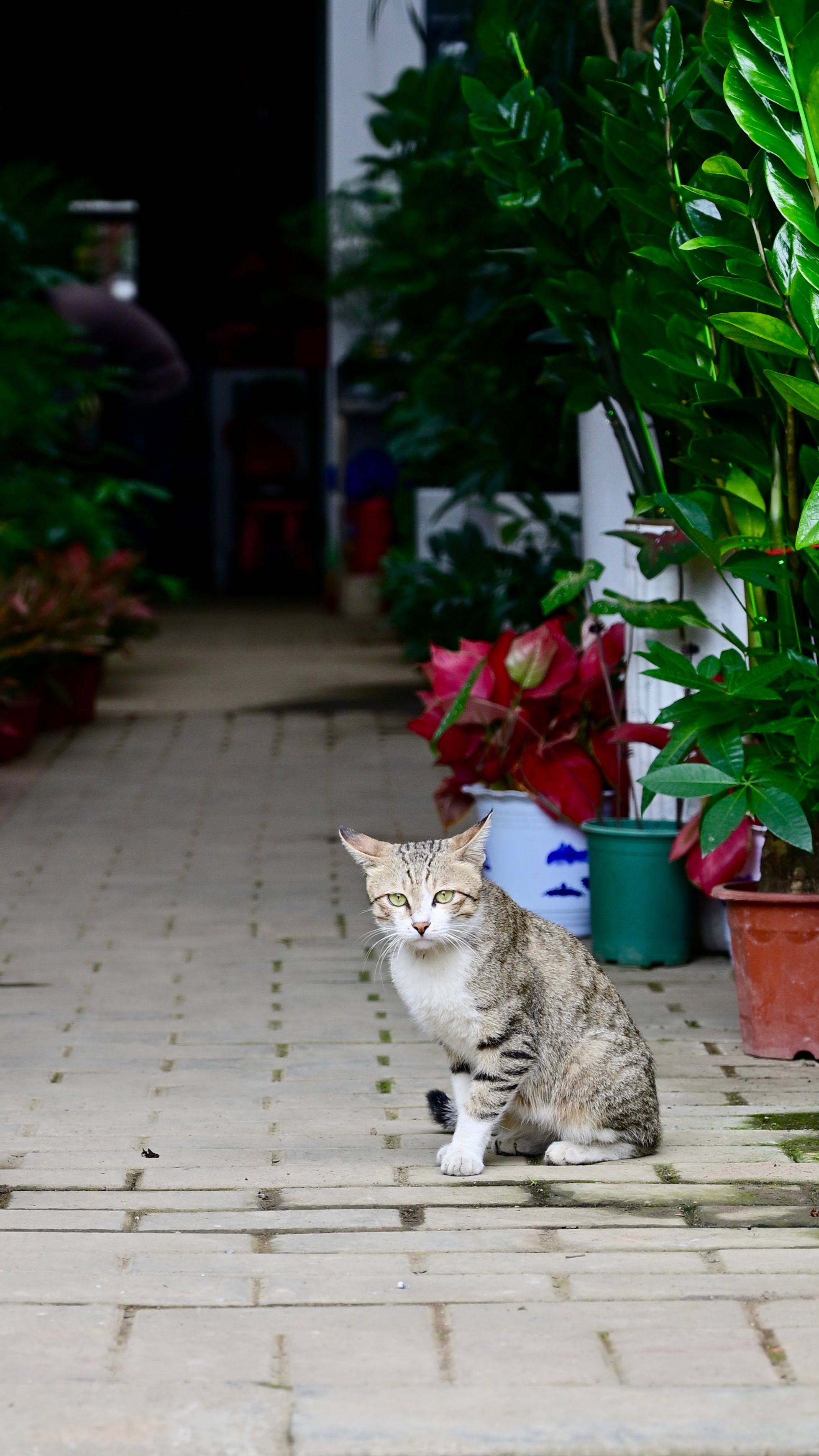 Tabby Cat Sitting in a Garden Pathway · Free Stock Photo