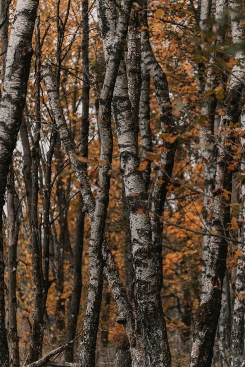 Free Serene autumn birch forest with striking orange foliage, perfect for nature lovers. Stock Photo