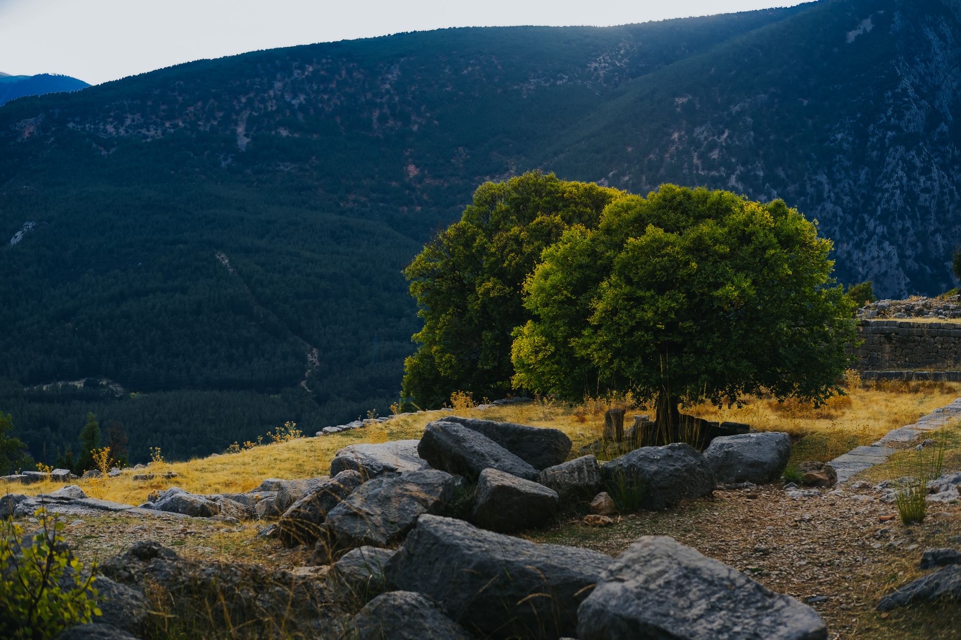 Beautiful mountain landscape with a vibrant tree under a clear sky, ideal for travel and nature themes.