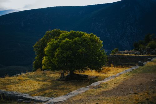 Free A solitary green tree stands against a mountainous backdrop, evoking tranquility. Stock Photo