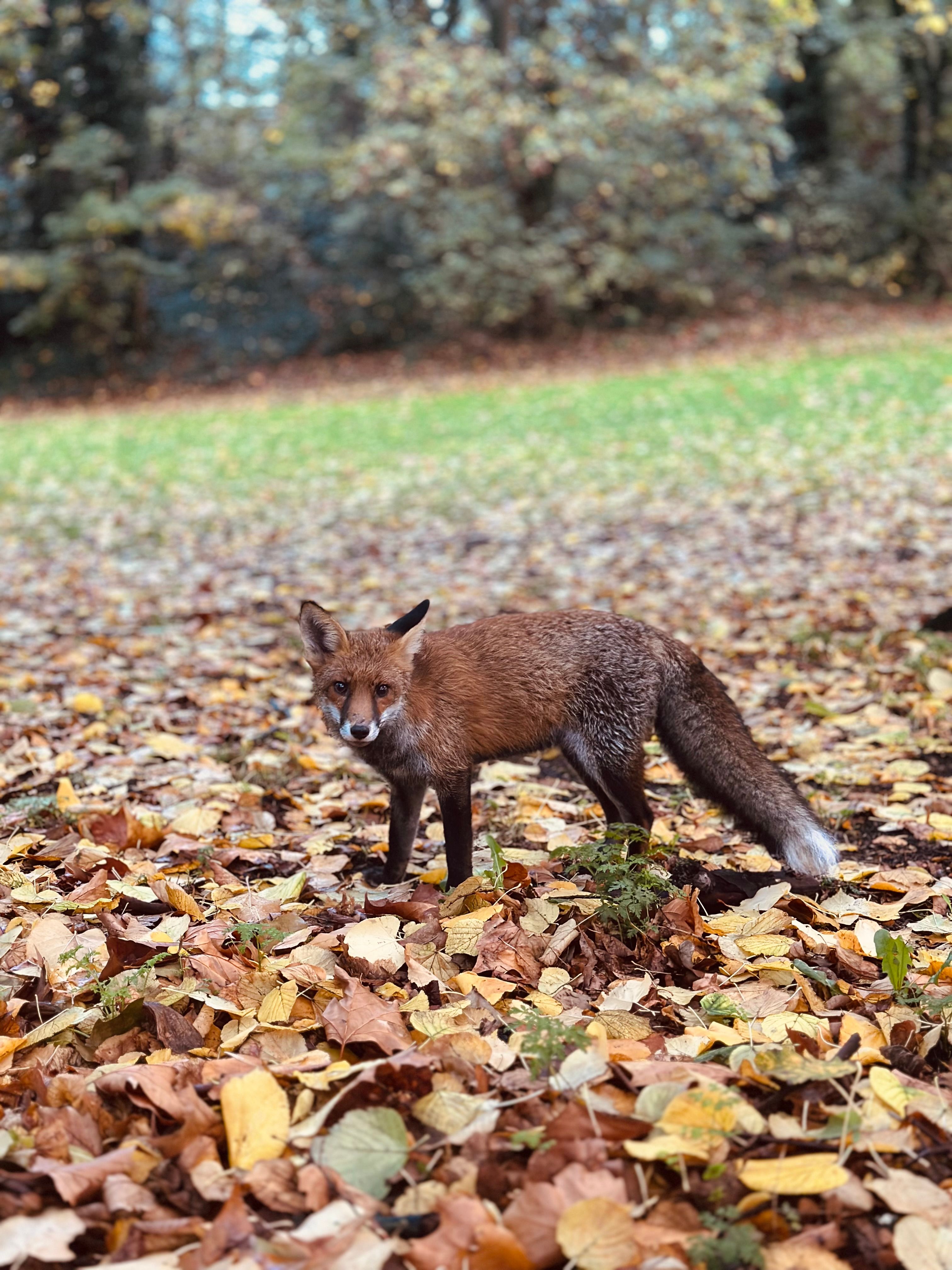 Red Fox in Autumn Forest in London Park · Free Stock Photo