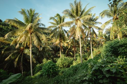 Free A vibrant tropical forest with tall palm trees under the clear blue sky. Stock Photo