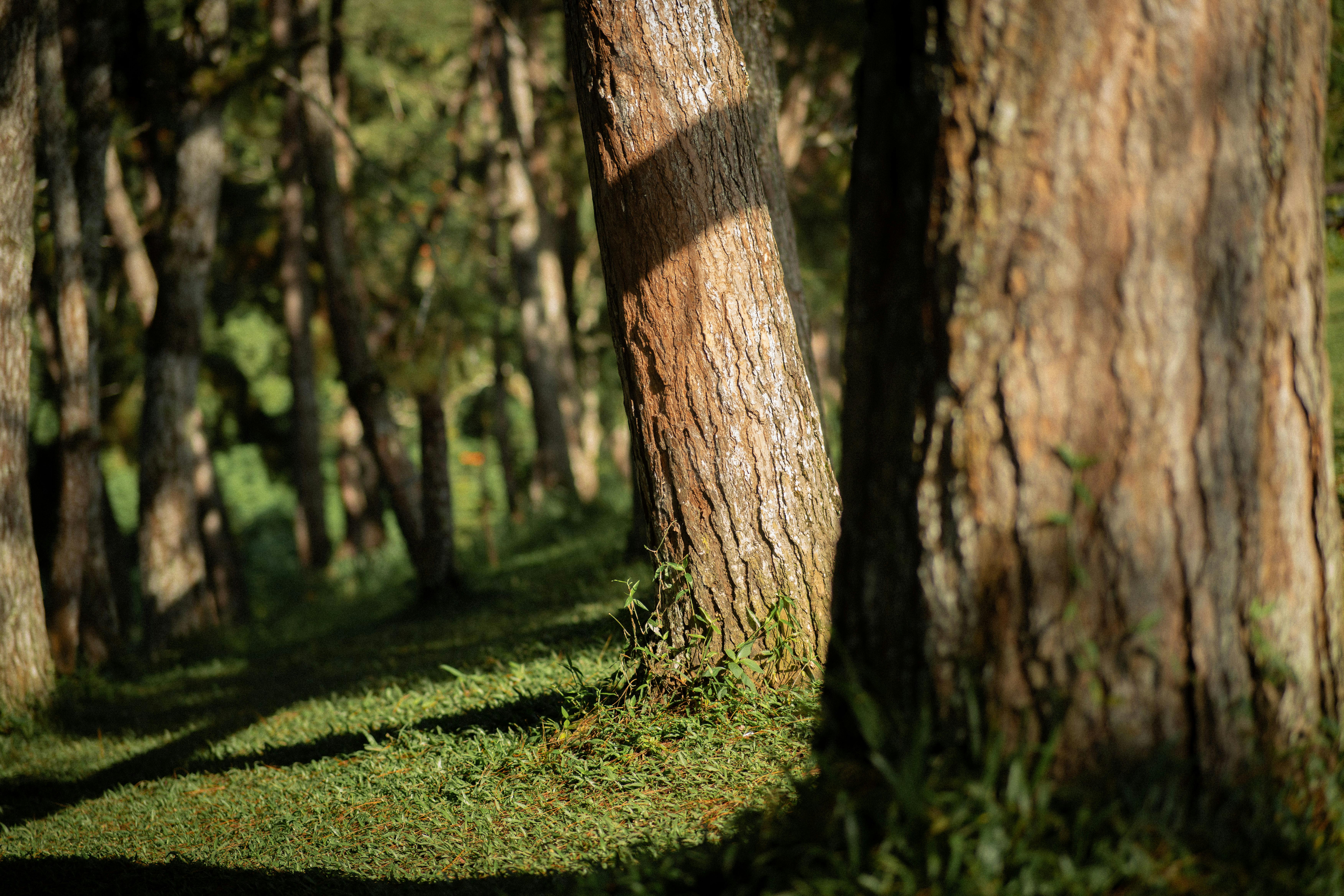 美股科技熱潮降溫？大空頭Burry押注看跌NVIDIA與AI泡沫風險