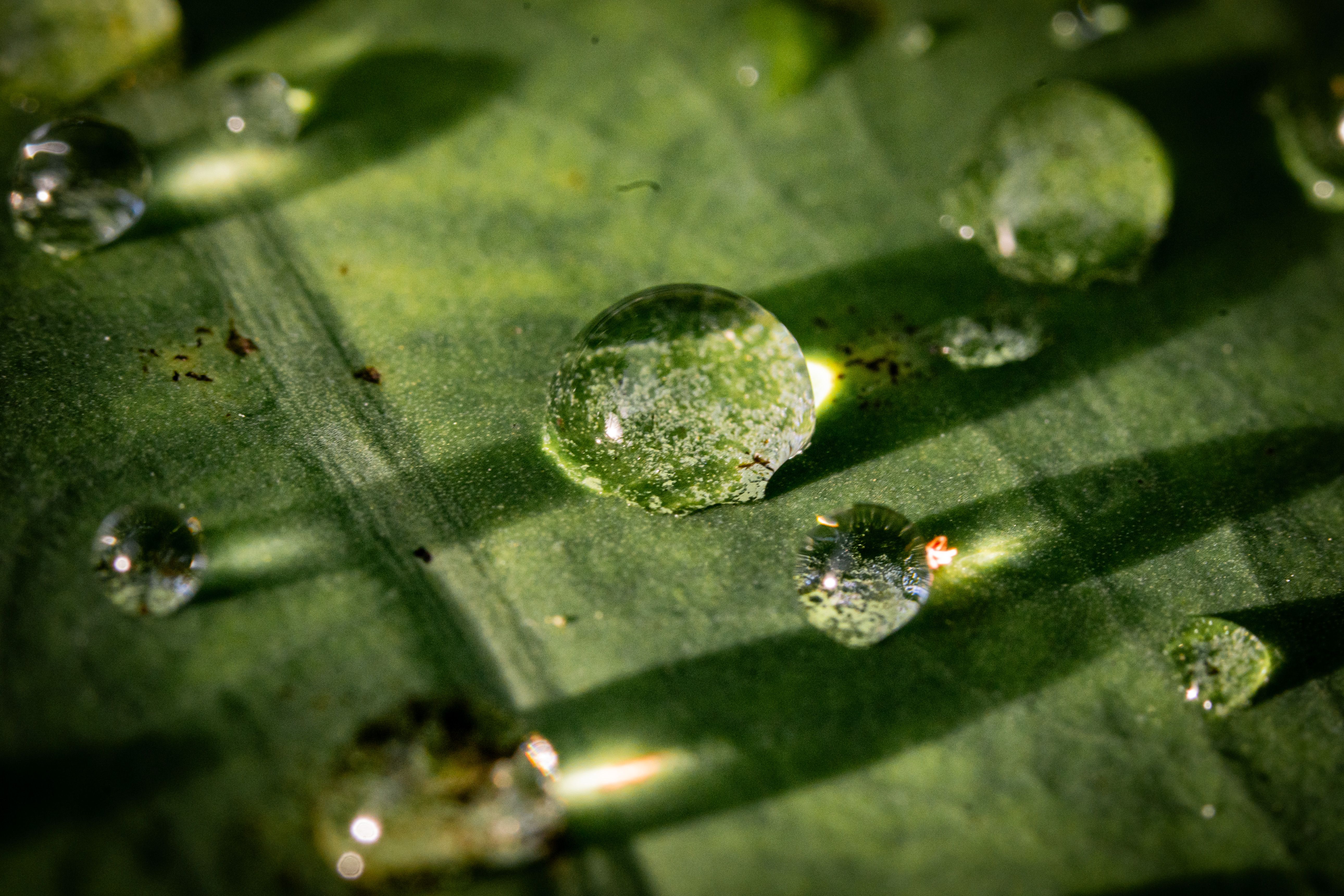 Macro photo showcasing water droplets on a vibrant green leaf, capturing texture and light.. pexels, macro, photo
