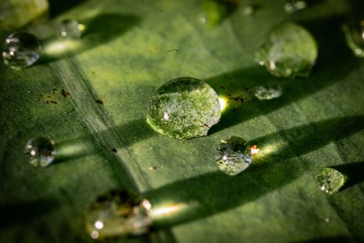 Macro photo showcasing water droplets on a vibrant green leaf, capturing texture and light.. pexels, macro, photo