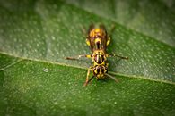 A detailed macro shot of two wasps resting on a green leaf, exhibiting intricate patterns.