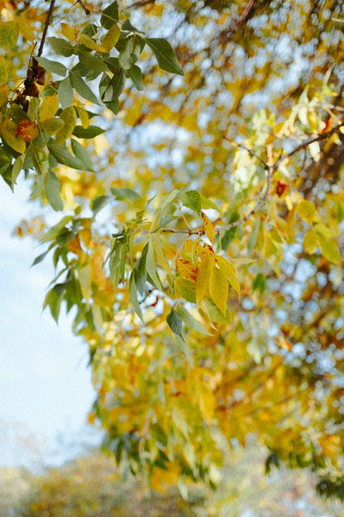 Free Captivating autumn leaves with vibrant colors in an Istanbul park, ideal for seasonal and nature themes. Stock Photo