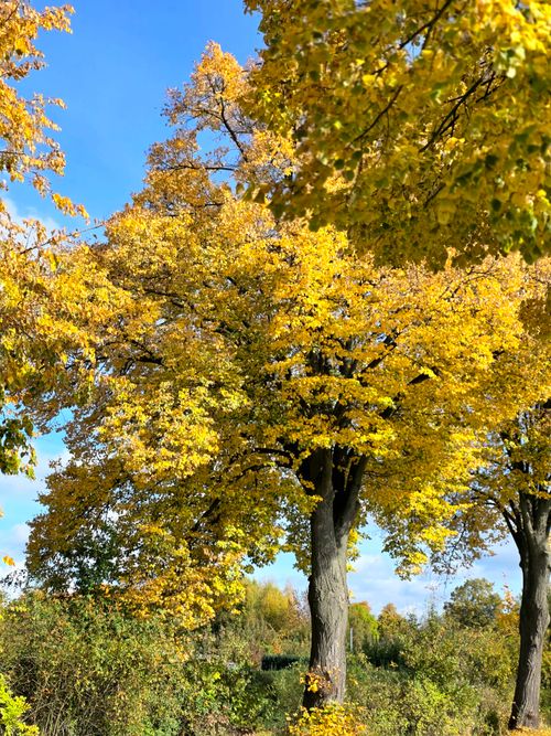 Free Bright autumn day with golden-leaved trees against a clear blue sky, capturing nature's vibrant colors. Stock Photo