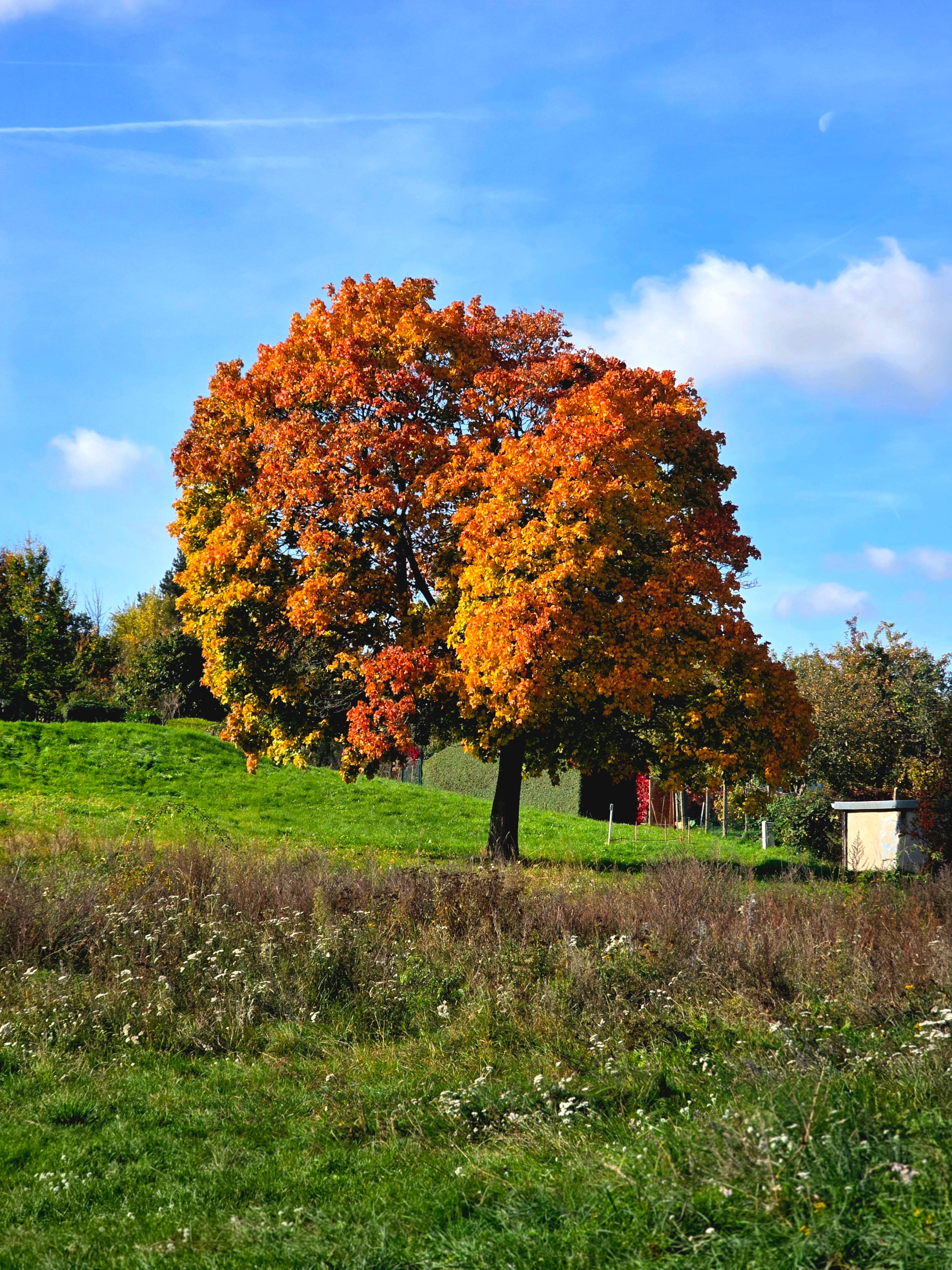 Vibrant Autumn Tree in Lush Green Field · Free Stock Photo