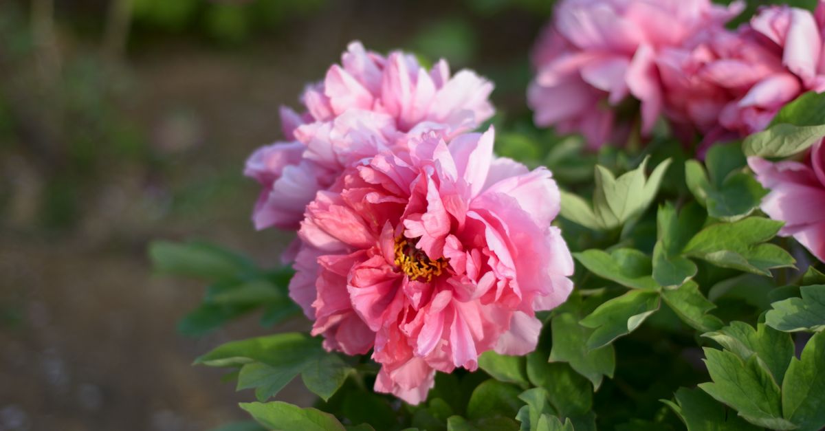 Peony