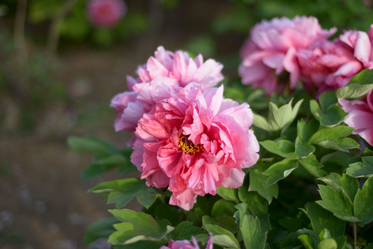 when to plant peony roots: a beautiful garden photo