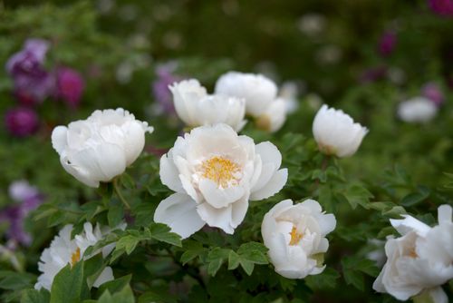 Free Beautiful white peonies in full bloom with vibrant greenery background. Stock Photo