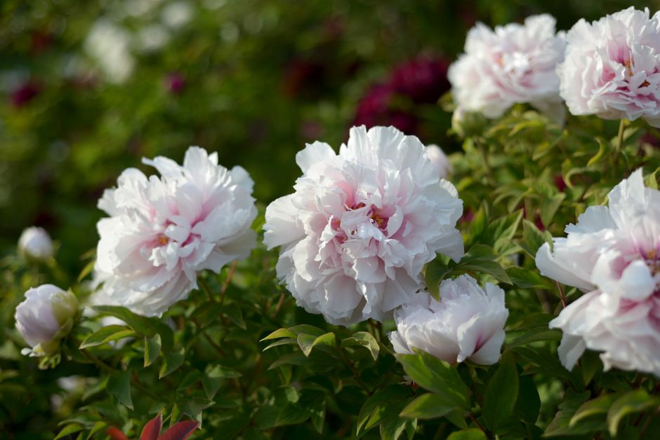 how to care for perennial flowers — image 3
