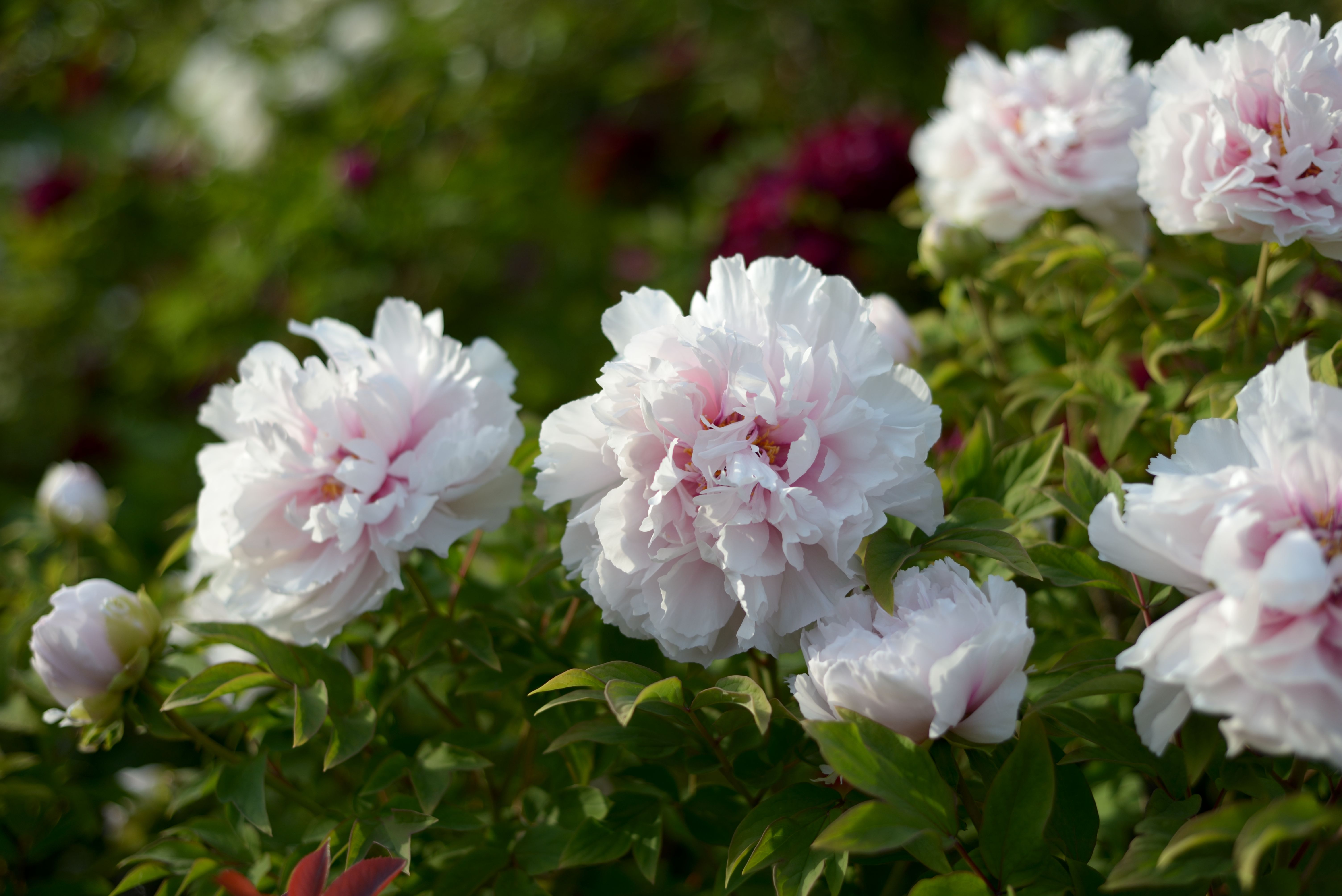 Beautiful White Peonies in Bloom Outdoors · Free Stock Photo