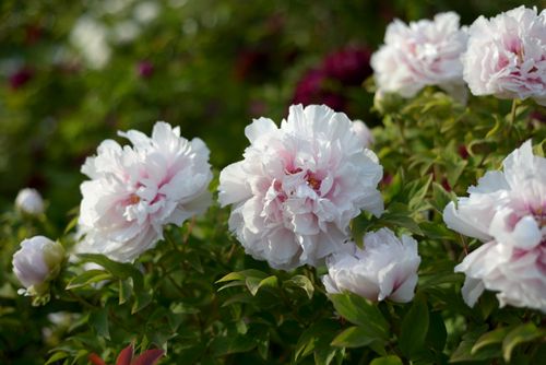 Free Stunning white peonies with soft pink centers blooming in a lush garden. Stock Photo