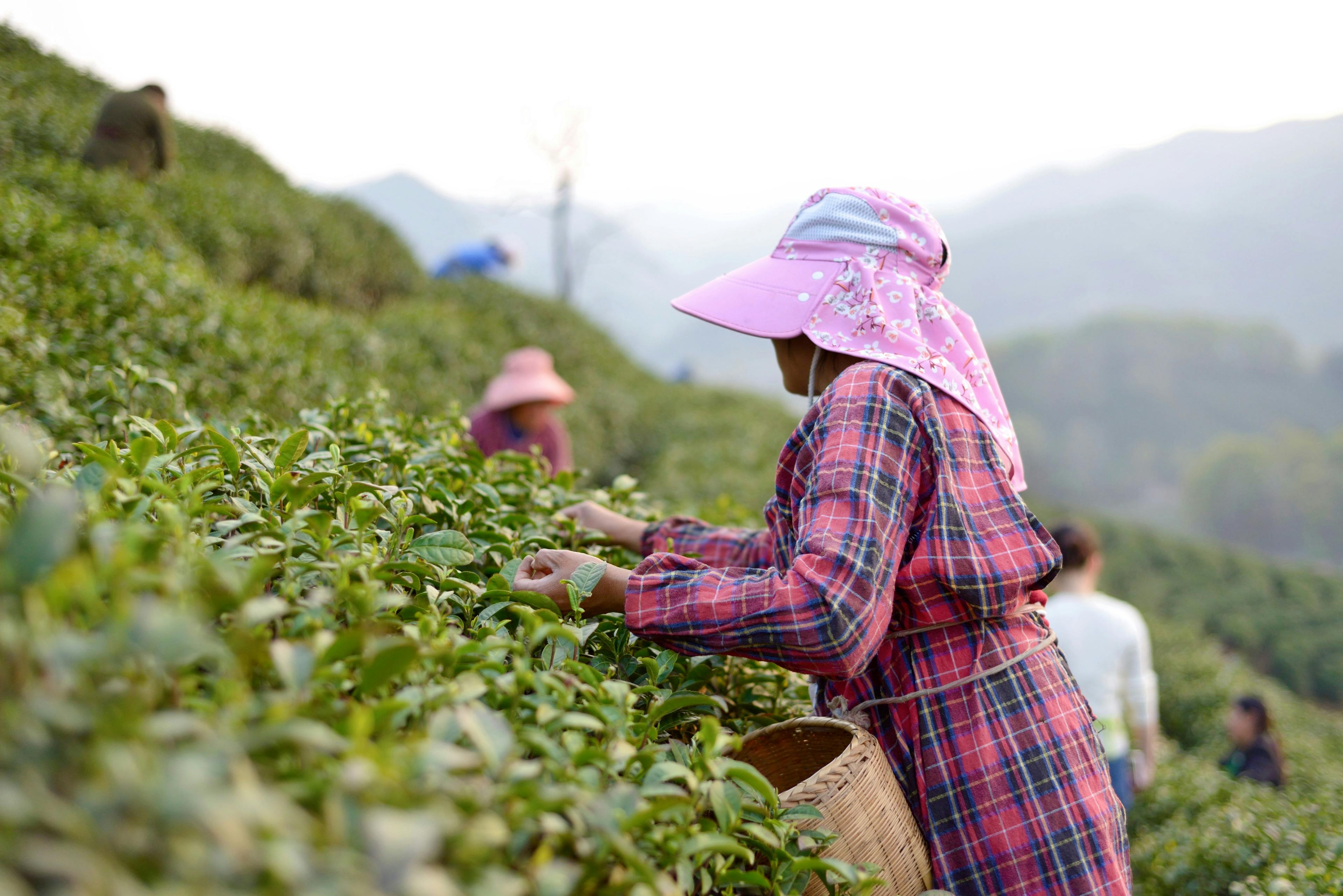 番路鄉農會臺灣國際茶博會展現茶葉魅力 限量好禮引爆搶購熱潮