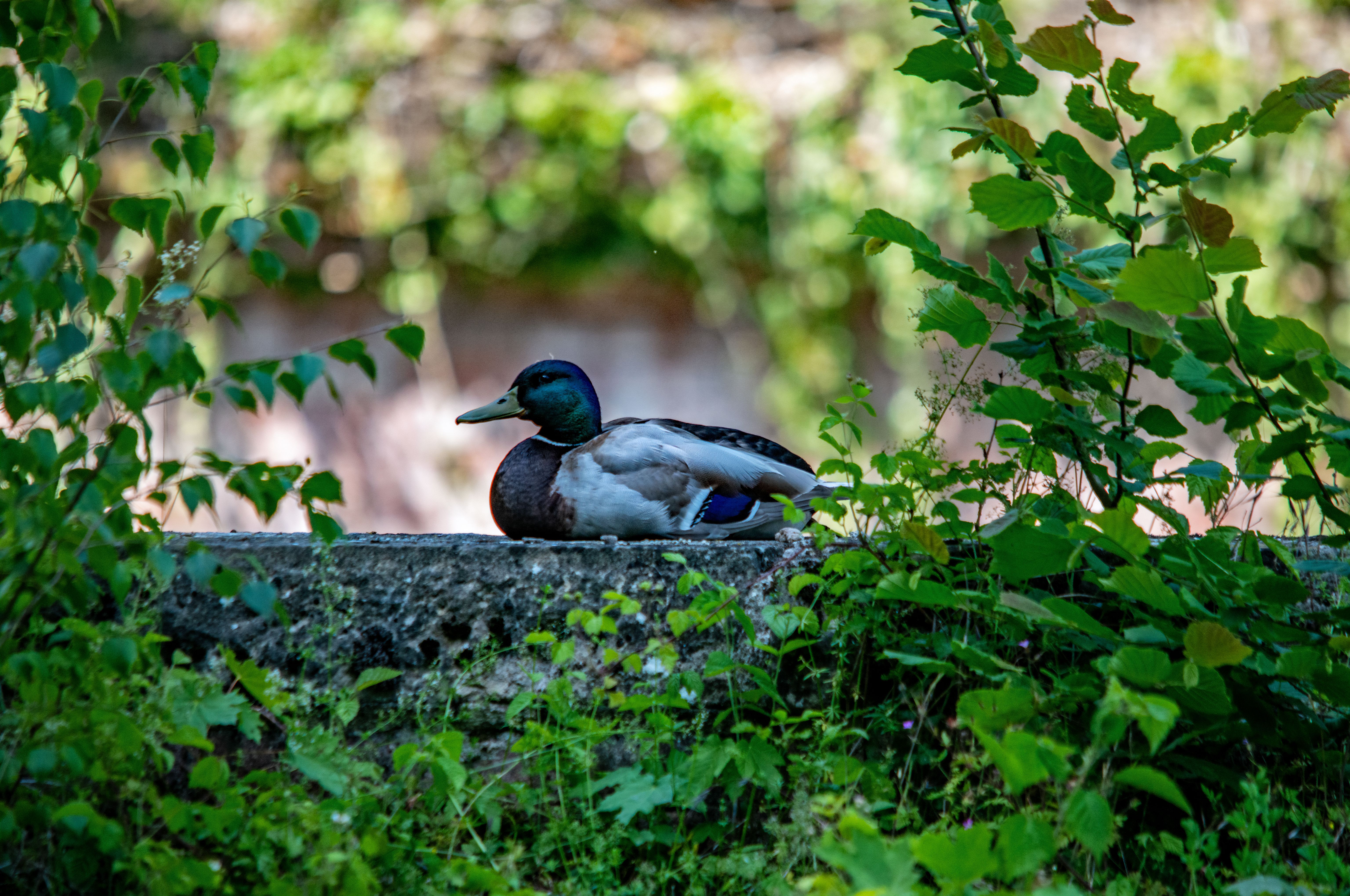 Un Sereno ánade Real Descansa En La Exuberante Vegetación · Foto de ...
