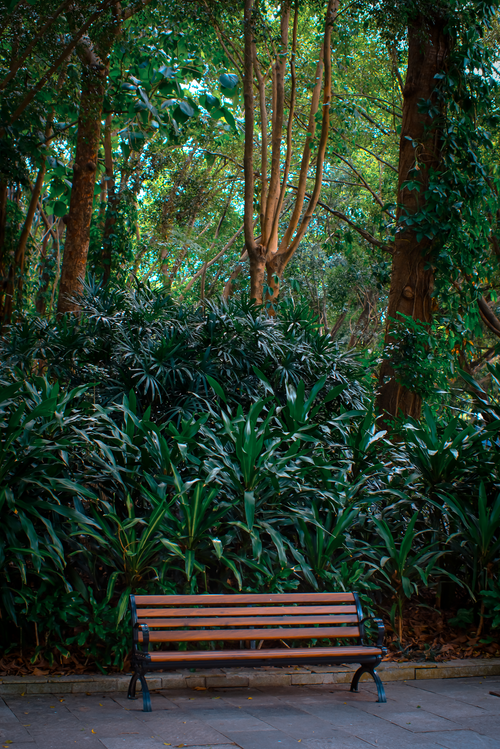 Free A peaceful wooden bench surrounded by lush green forest scenery, ideal for relaxation. Stock Photo
